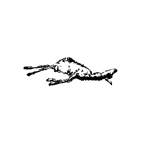 pyxes